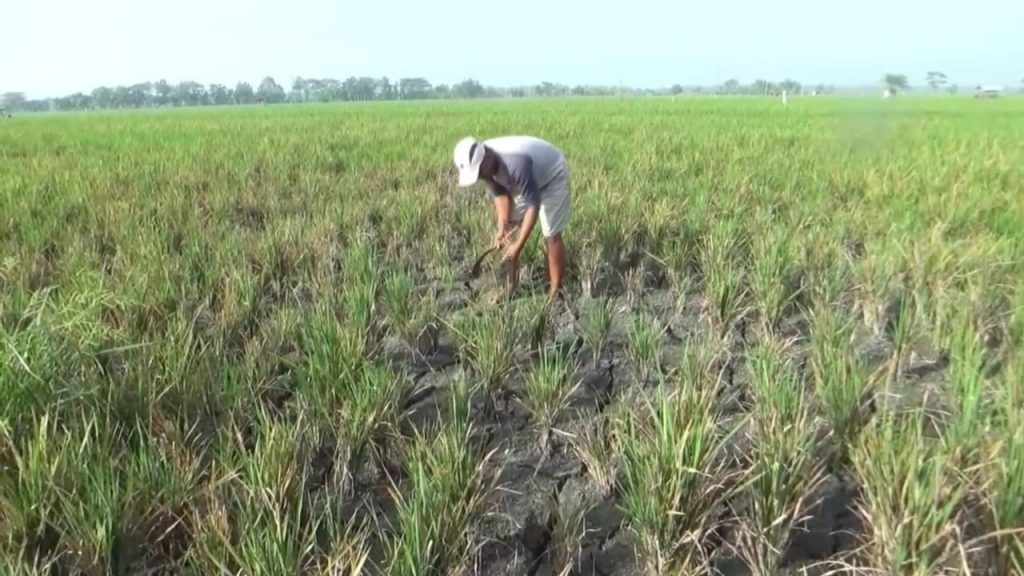 Gagal Panen, Petani Ngawi: Pak Bupati, Tolong Kami, Modal Sudah Habis
