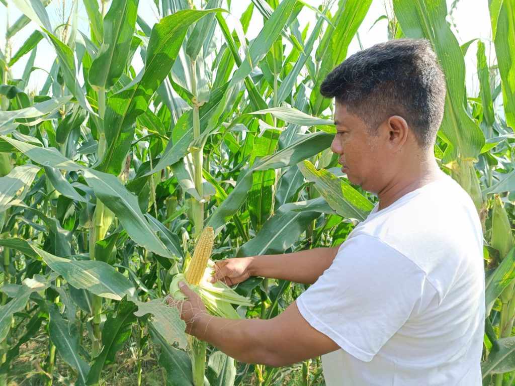 Harga Jagung di Jember Anjlok, Petani : Kenapa Tidak Diekspor?