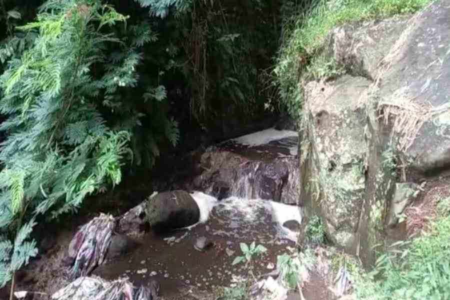 Petani Selada Air Magetan Keluhkan Irigasi Tercemar Kotoran Sapi