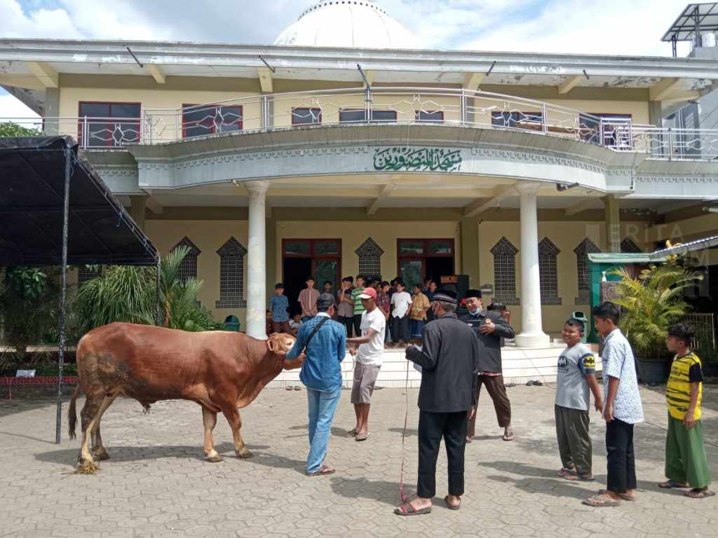 Wabah PMK, Jumlah Hewan Kurban LDII Jember Meningkat