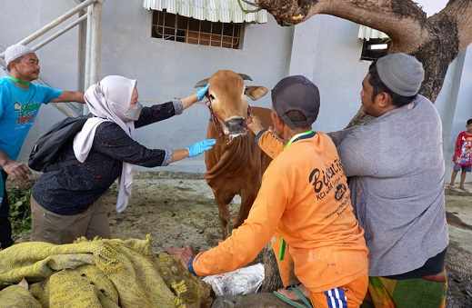 Pastikan Sapi Kurban Sehat, Dokter Hewan Lakukan Pemeriksaaan