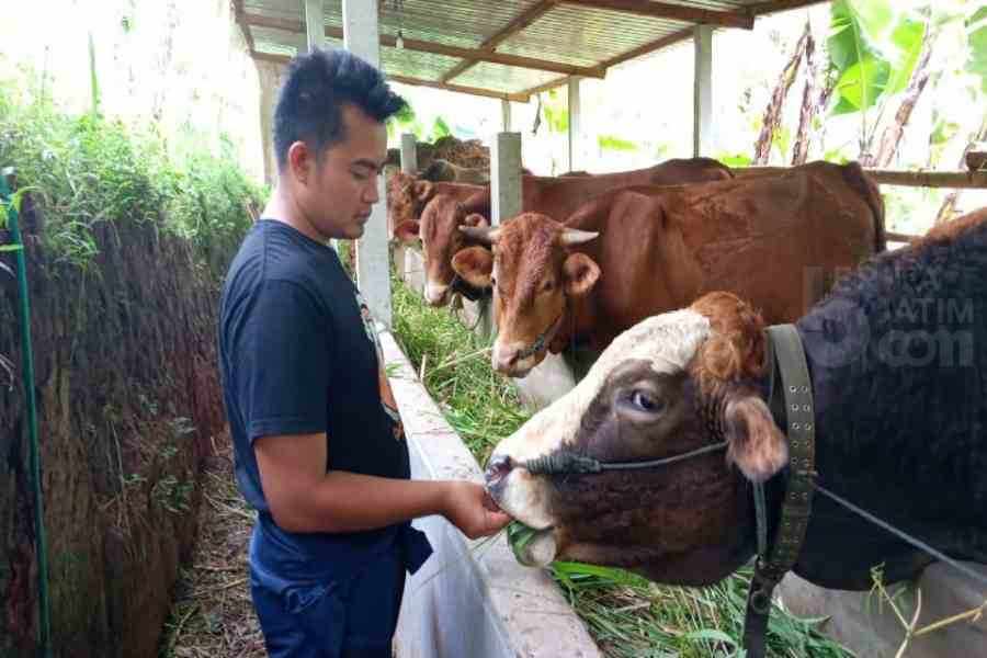 Jelang Idul Adha, Sugiri Bupati Ponorogo Himbau Warga Tak Beli Hewan Kurban dari Luar Daerah