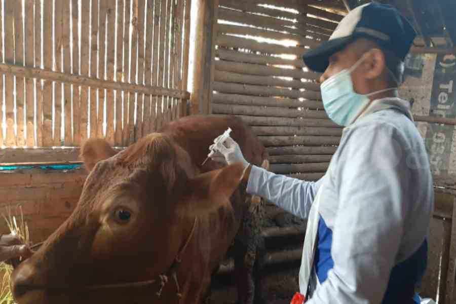 Pemkab Ngawi Harapkan Dapat Tambahan Vaksin untuk Cegah PMK