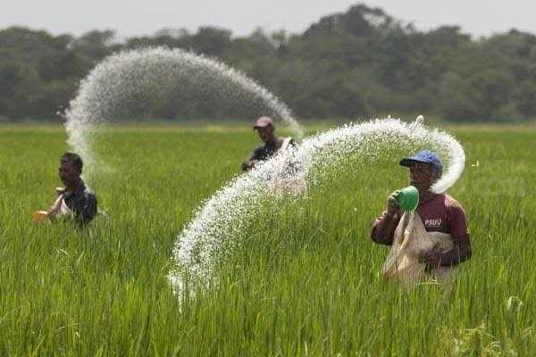 Ini Respon Positif Petani Jatim Soal Pembatasan Pupuk Subsidi