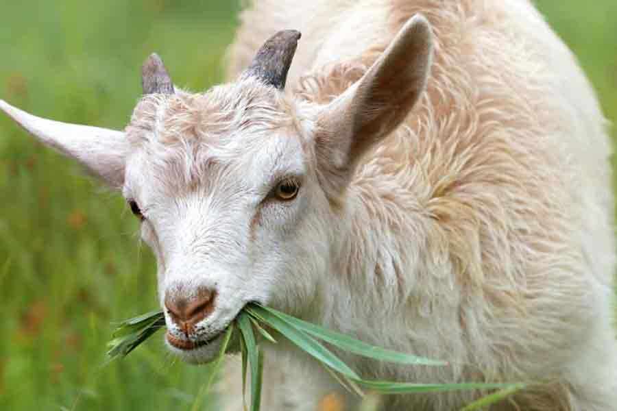 Bolehkan Berqurban Sebelum Aqiqah? Berikut Hukumnya Menurut Islam Ilustrasi kambing sebagai hewan qurban (Pexels)
