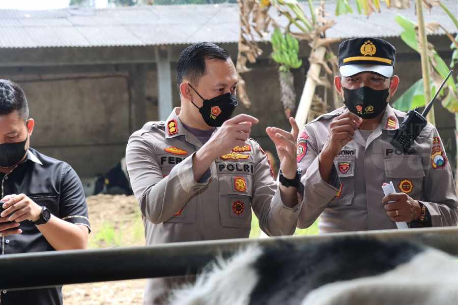 Pantau Vaksinasi Hewan Ternak, Kapolres Malang : Hindari PMK dengan 5M