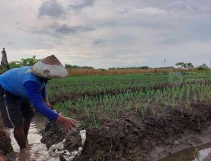 Harga Bawang Merah di Tingkat Petani Naik Dua Kali Lipat