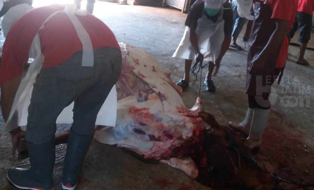 Sapi yang Kena PMK Aman Dikonsumsi, Waspadai Jika Daging Membiru