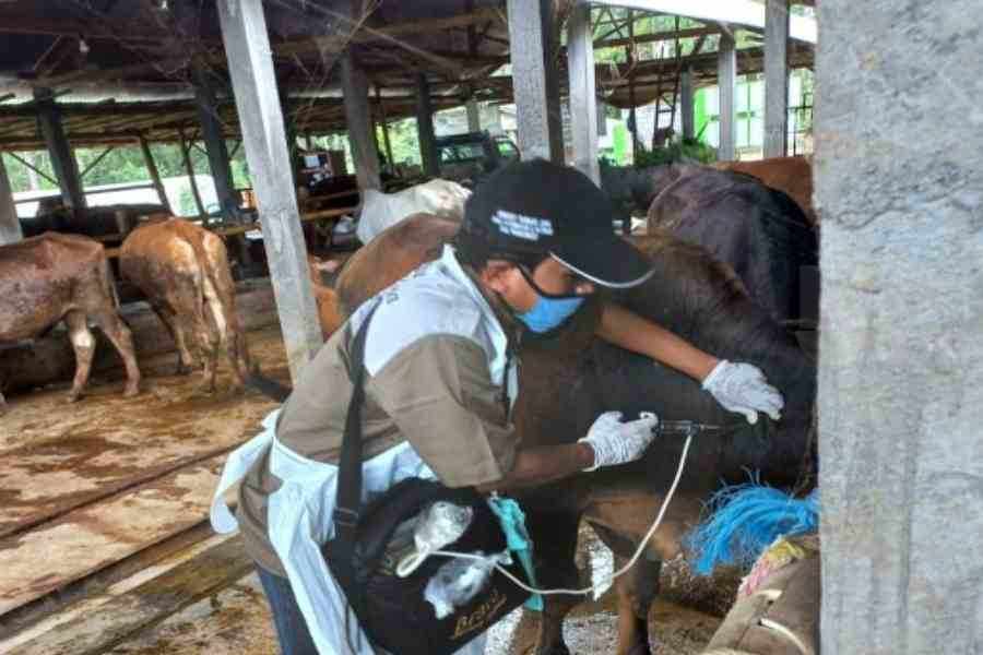 Pemkab Probolinggo: Vaksinasi PMK Sudah Capai 3 Ribu Lebih