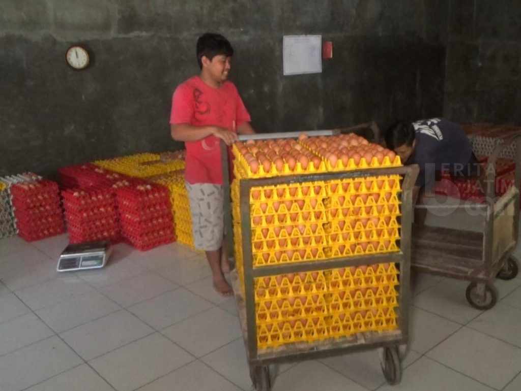 Peternak Ngawi Ungkap Penyebab Harga Telur Ayam Naik