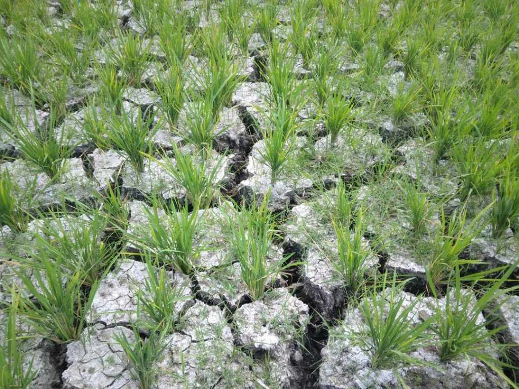 DPUR Magetan Tak Beri Kompensasi Petani Gagal Panen
