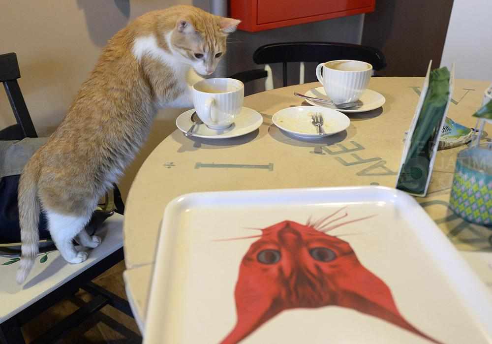 Kucing Domestik Ditetapkan Jadi Spesies Alien Invasif?