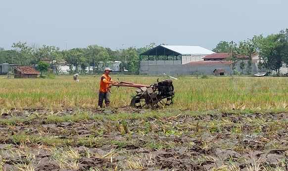 Buruh Tani Magetan Antre Solar Pakai Truk, lalu Dibagi untuk Traktor Bajak Sawah