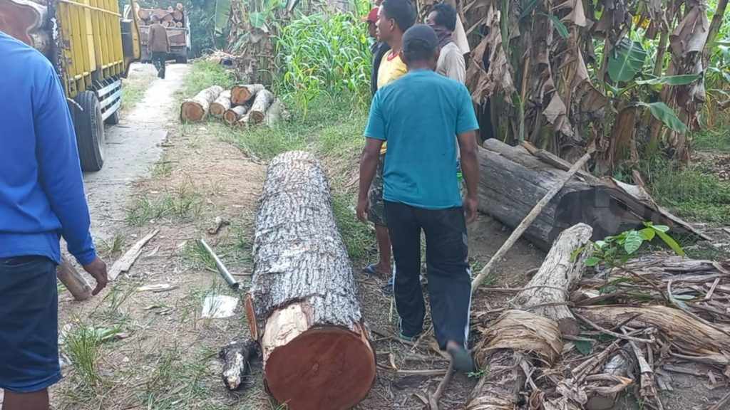 Polres dan Perhutani Ngawi Amankan Puluhan Gelondong Kayu, Diduga Hasil Illegal Logging yang Dilakukan Kades