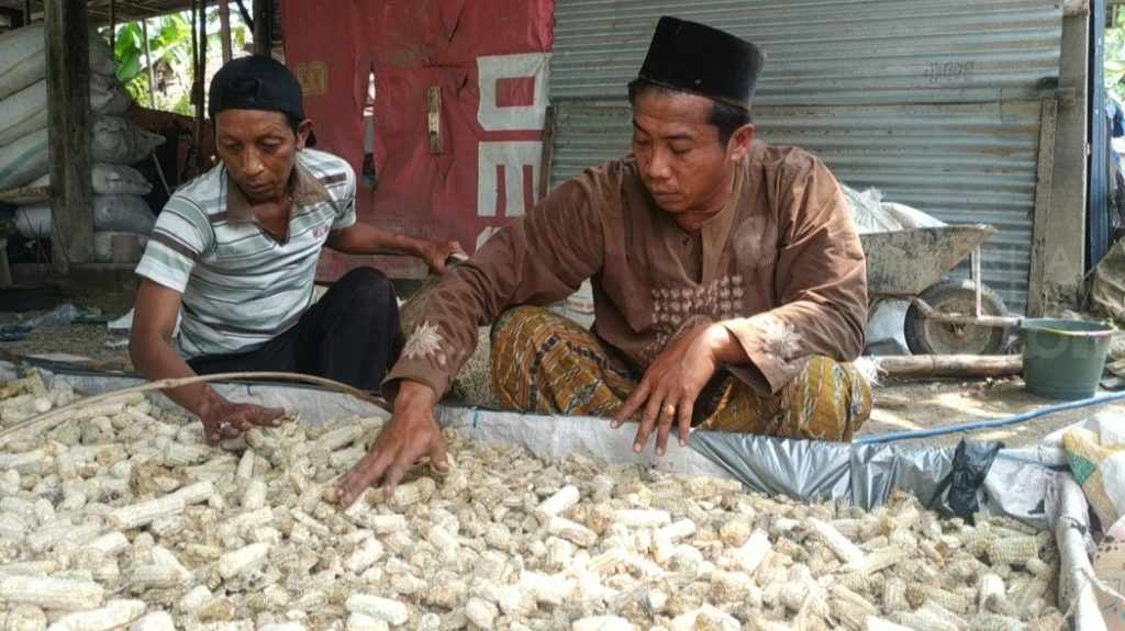 Manfaatkan Limbah Bonggol Jagung, Warga Mojokerto Kembangkan Budidaya Jamur