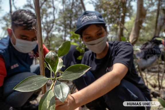 Siswa Program Access dan SMCC Unesa Tanam Ratusan Bibit Mangrove