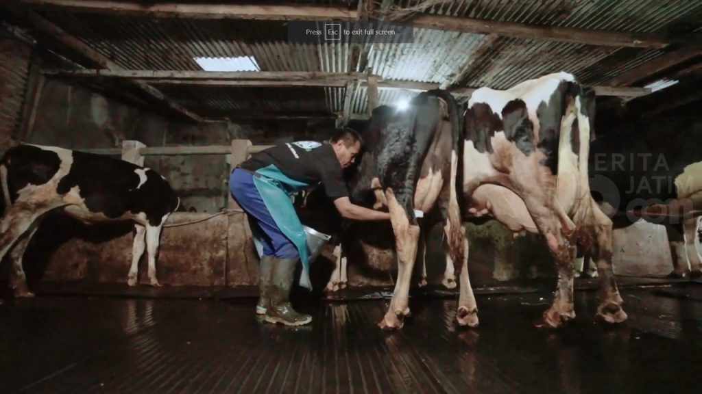 Greenfields dan Peternak Sapi Perah Rapatkan Barisan Demi Tingkatkan Produksi Susu