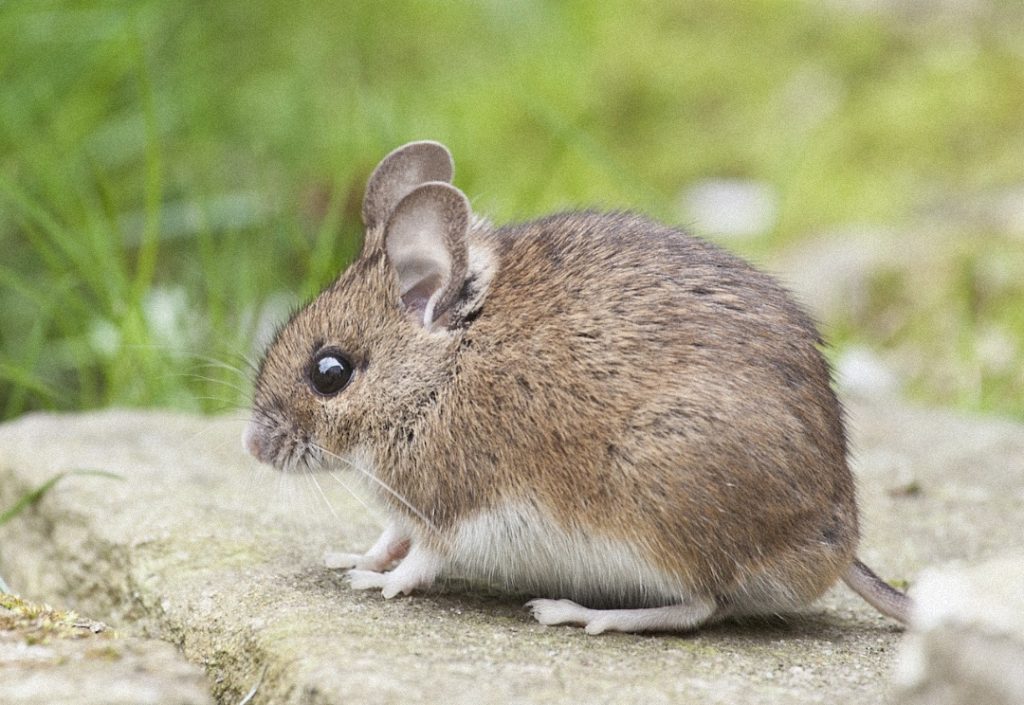 Setelah Covid-19, China Temukan Virus Baru ‘LayV’ yang Diduga Berasal dari Tikus dan Telah Menginfeksi Lusinan Orang