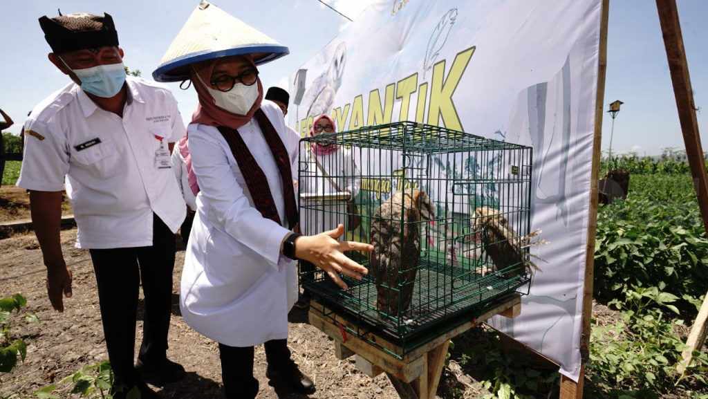Petani Banyuwangi Pelihara Burung Hantu di Sawah, Ini Tujuannya