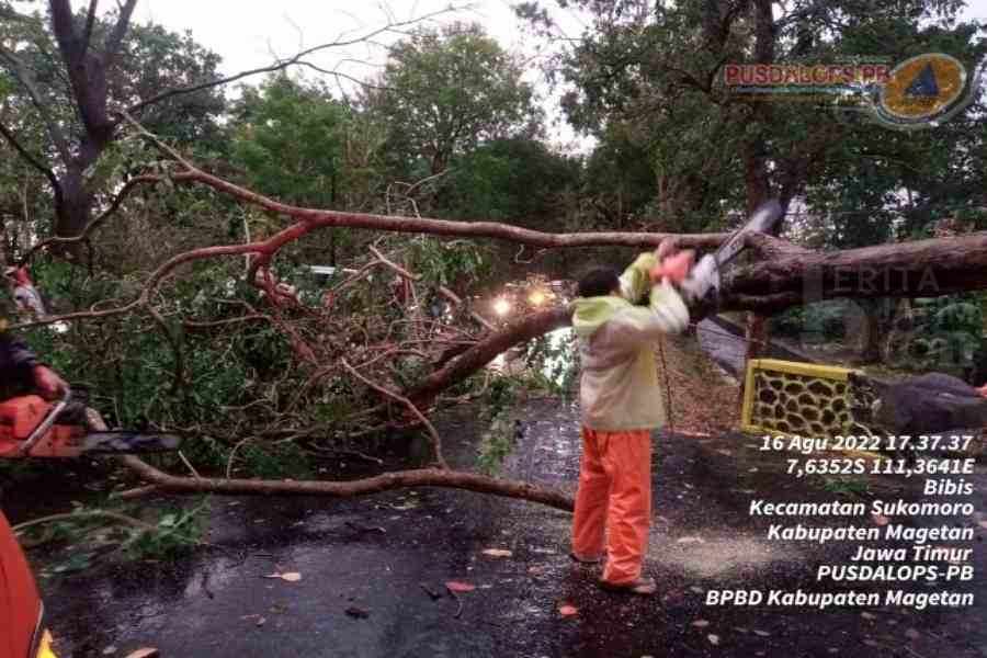 Hujan Deras Disertai Angin Kencang, Dua Pohon Tumbang di Jalan Raya Maospati-Magetan