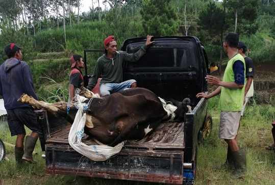 Pemilik 326 Sapi Mati Terdampak PMK Bakal Terima Bantuan Uang