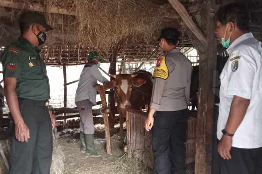 Meski Kasus PMK di Bangkalan Melandai, Disnak Jatim Baru Izinkan Pengiriman Sapi Potong