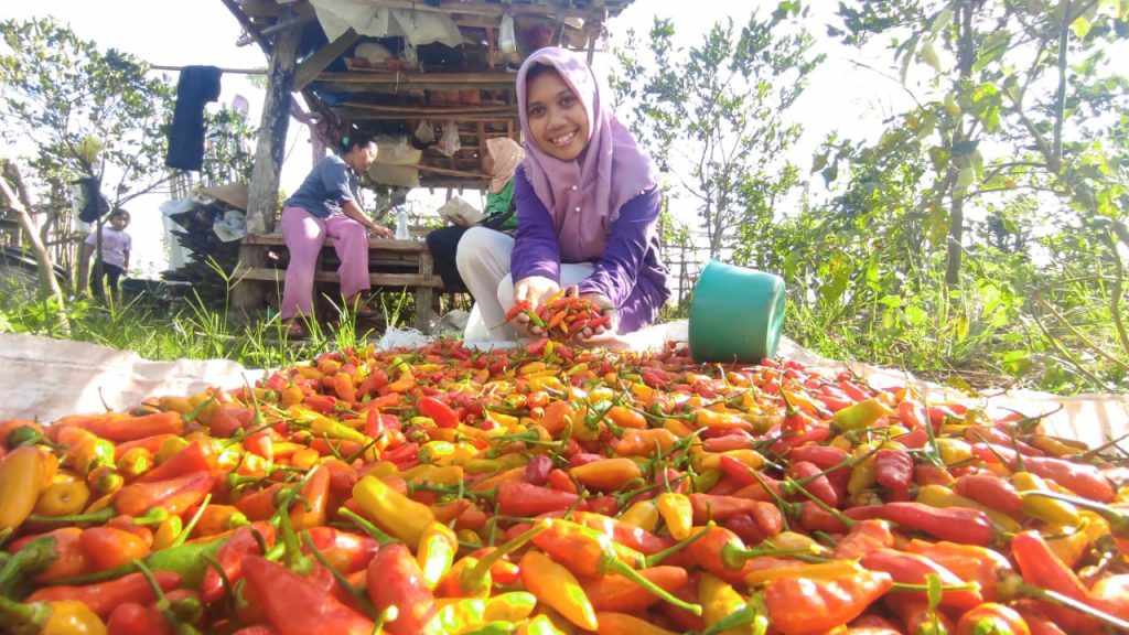 Bukan Harga Cabe, Ini Pemicu Inflasi di Banyuwangi