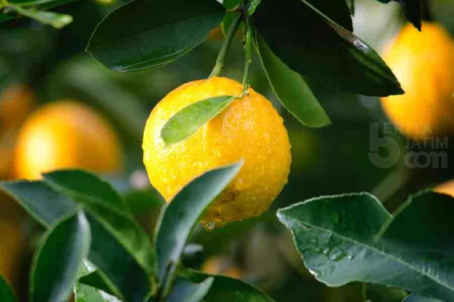 5 Bahan Alami Ini Ternyata Bisa Cerahkan Lutut Hitam, Lemon Salah Satunya