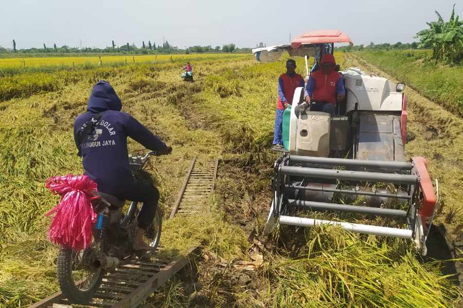 Padi Rontok Diterjang Angin, Petani Lamongan Panen Lebih Awal Minimalisir Kerugian