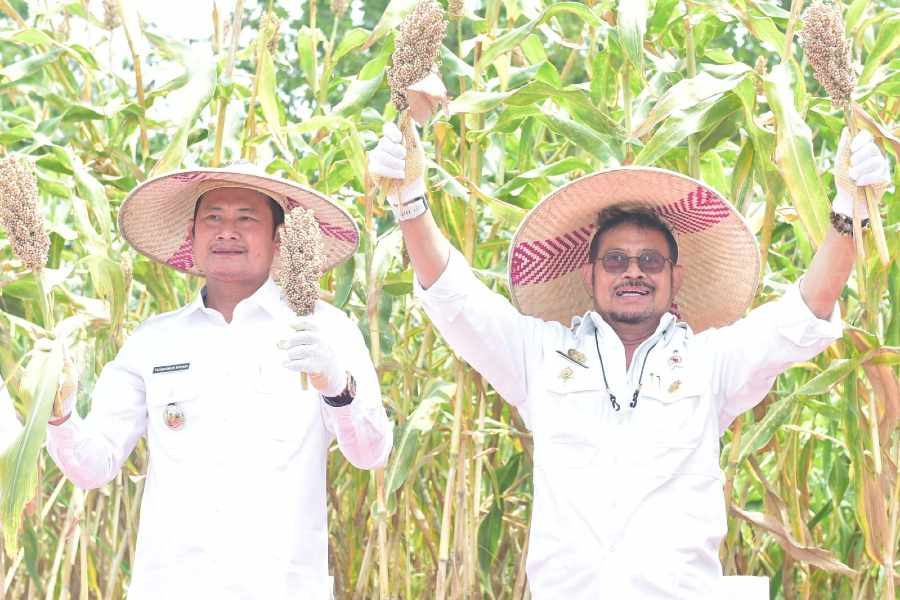 Lamongan Susun Roadmap Substitusi Pangan Lewat Pengembangan Sorgum