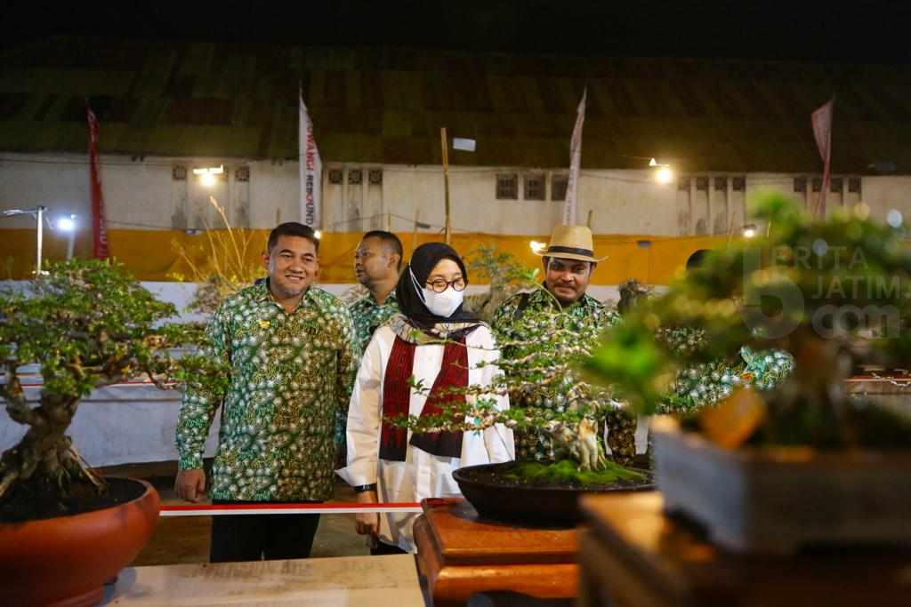 Tampil di Banyuwangi, Bonsai Ini Miliki Nilai Fantastis