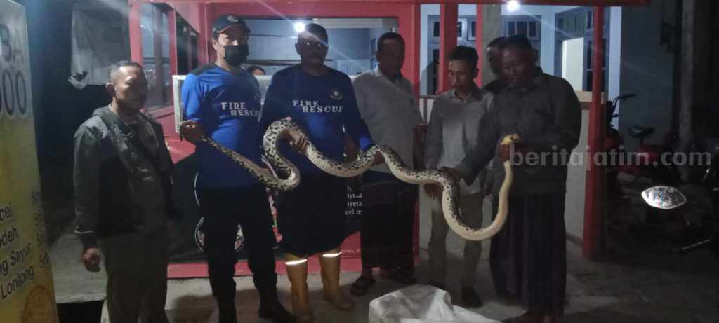 Sering Makan Ayam Warga, Petugas Damkar Lamongan Tangkap Ular Sanca 3,5 Meter