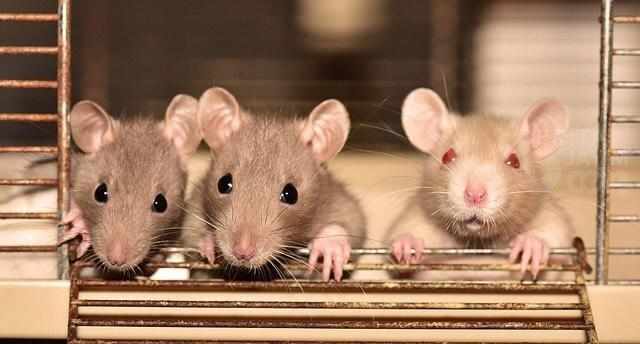 Mudah! Lakukan 6 Cara Ini Untuk Usir Tikus dari Rumah Tanpa Membunuh dan Menyakitinya