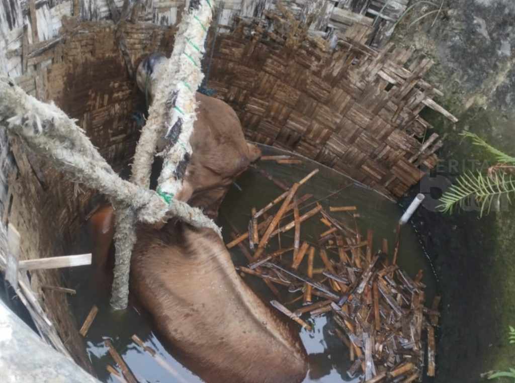 Tiba-tiba Hilang, Sapi Warga Tuban Ternyata Tercebur Sumur