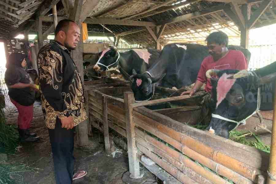 Vaksin Ternak di Malang Barat Capai 80 Persen