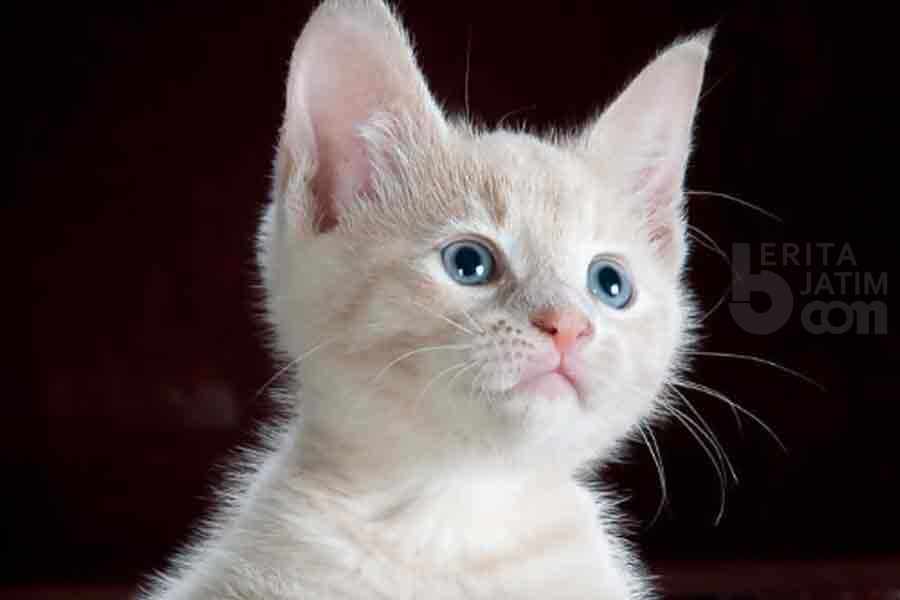 Ilustrasi kucing. (Pexels)