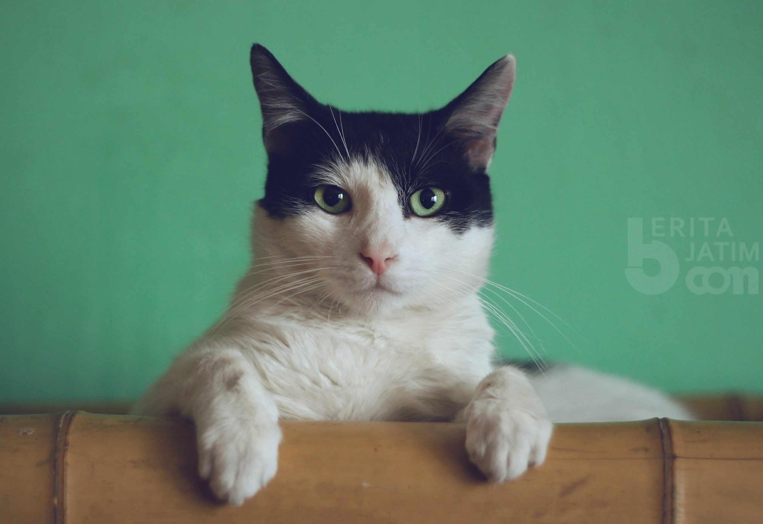 Kemampuan Melihat Dalam Gelap Adalah Keunikan Dari Kucing kemampuan-melihat-dalam-gelap-adalah-keunikan-dari-kucing