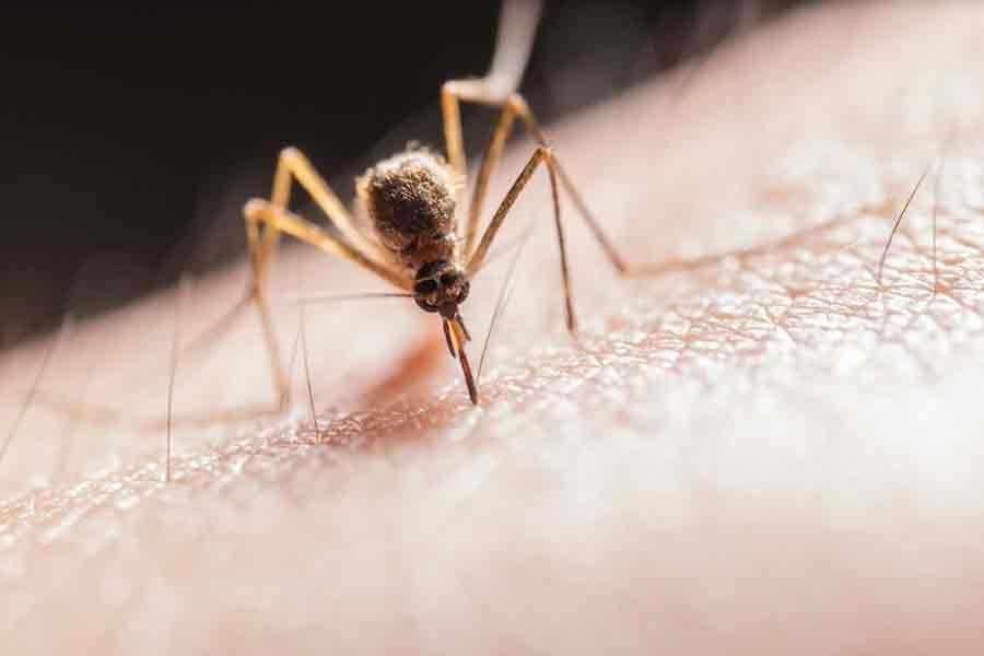 Puluhan Warga Ngawi Terjangkit Chikungunya, Mulai Anak-anak Hingga Dewasa