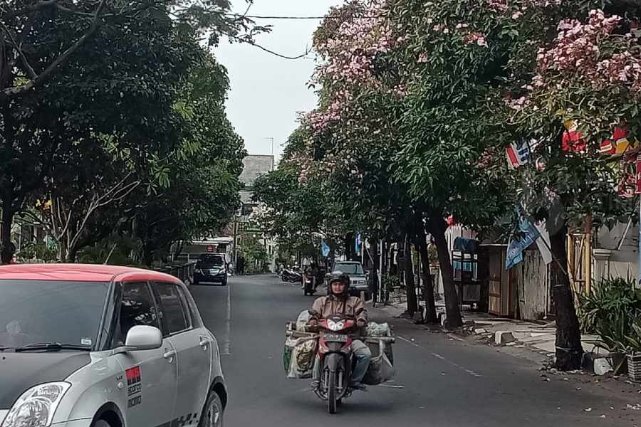 Bunga Tabebuya Bermekaran, Suasana Lamongan Seperti Musim Semi Jepang