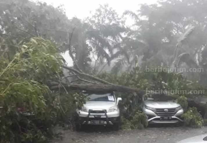 Puting Beliung Sidoarjo, Genting Rumah Rontok, Pohon-pohon Tumbang