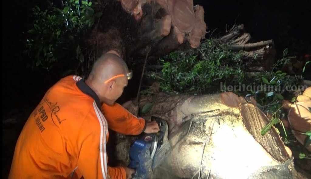 Pohon Beringin Diameter 2 Meter Tumbang di Jalan Ngawi Caruban, Evakuasi Butuh 5 Jam