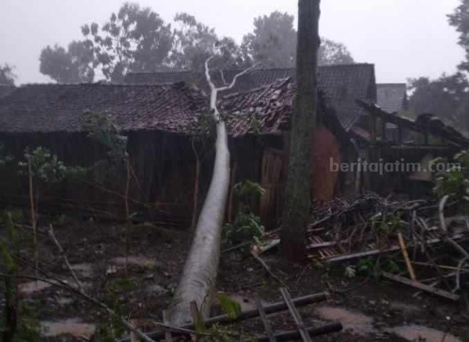 Ngawi Kembali Diterjang Angin Kencang dan Hujan, Rumah Warga Tertimpa Pohon
