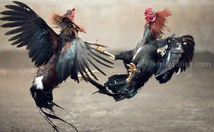 Polres Bangkalan Larang Keras Judi Sabung Ayam