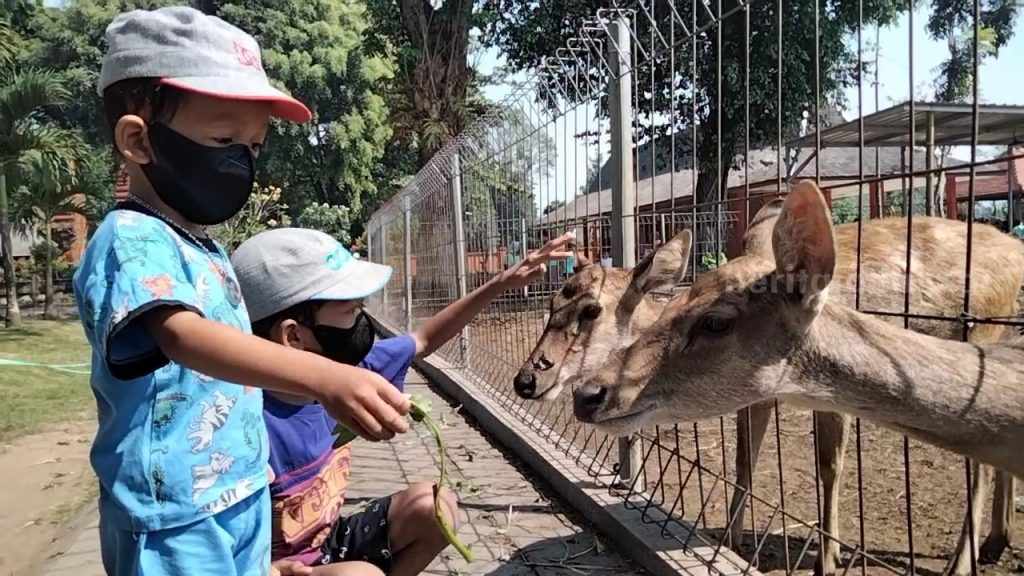 Berwisata Sejarah Sembari Beri Makan Rusa di Pendopo Agung Trowulan Mojokerto