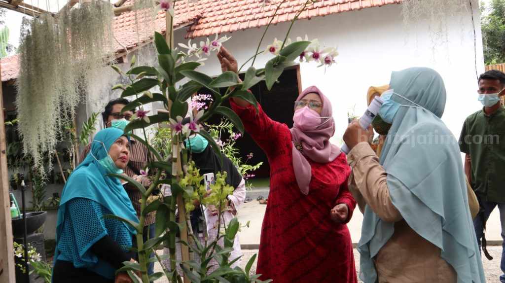 Kembangkan 2 Varietas Baru, Universitas Jember Ajarkan Budidaya Anggrek Secara In Vitro