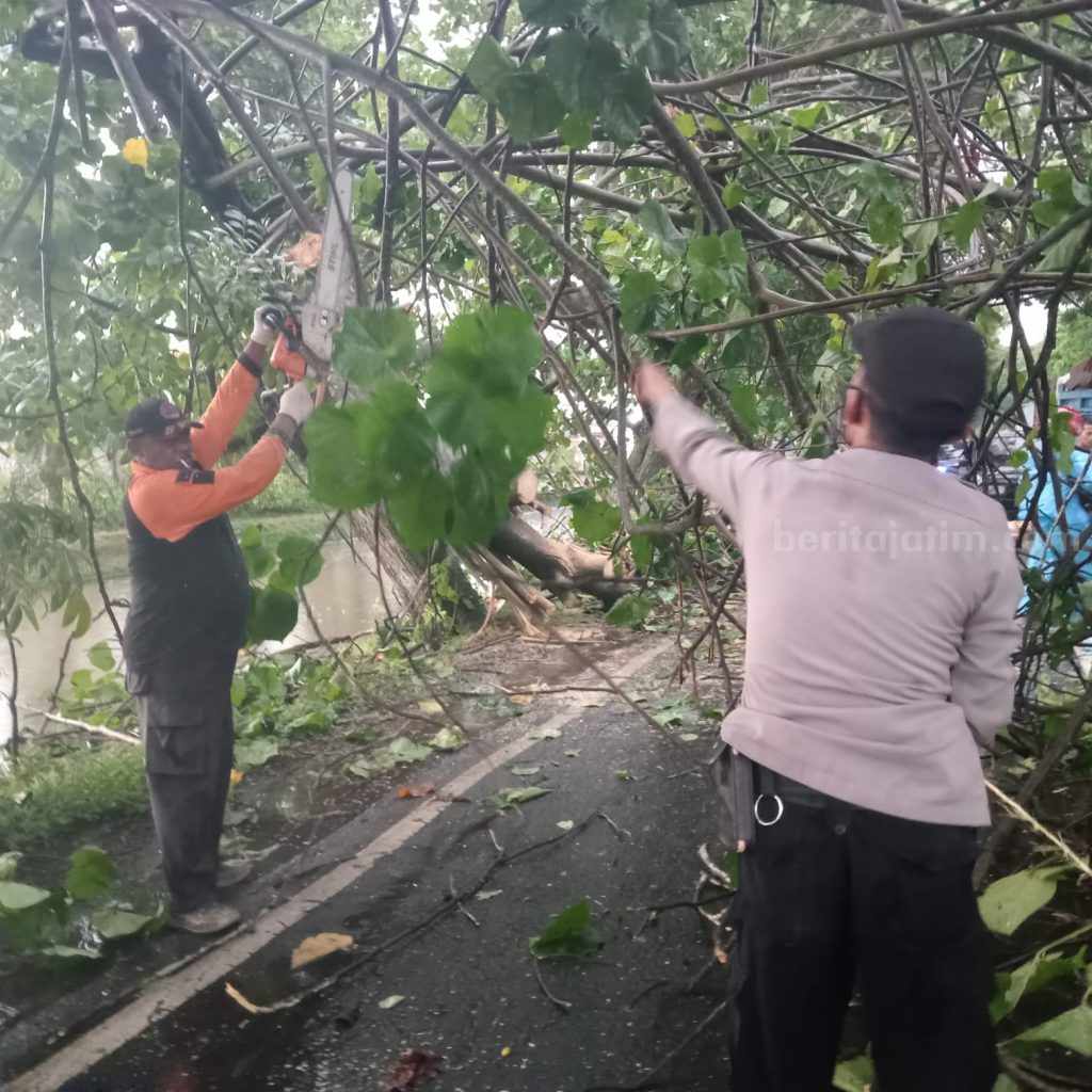 Hujan Mengguyur, Belasan Pohon Tumbang dan 4 Rumah di Jember Rusak