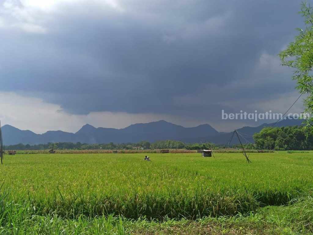 Bulog Rencana Impor Beras, Petani di Ponorogo Kecewa