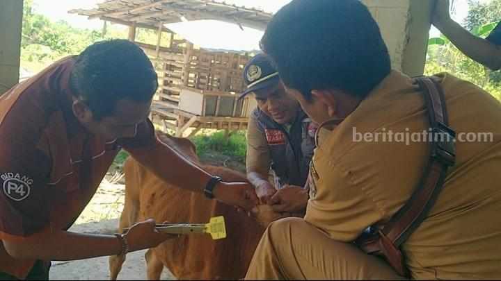Begini Cara Petugas Tandai Sapi yang Telah Divaksin