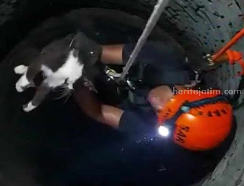 Damkar Ngawi Evakuasi Kucing, Peralatan Minim, Minta Bantuan SAR Sikatan