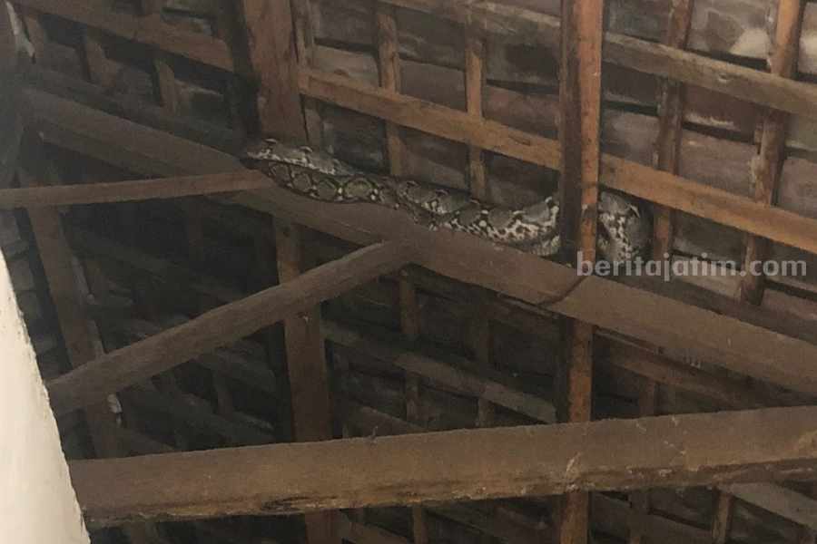 Ular Sanca 2,5 Meter Bersarang di Atap Rumah Warga di Lamongan